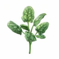 Spinach isolated on white background photo