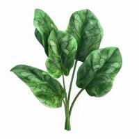 Spinach isolated on white background photo
