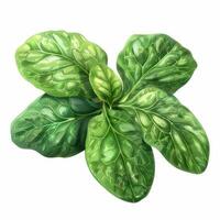 Lettuce isolated on white background photo