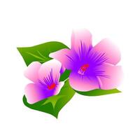 flower blossom illustration vector