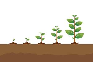 The tree that grows from seed is a big tree with green color and the seedlings grow into a big tree vector