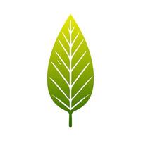 Green leaf icon. Leaves icon on isolated background. Collection green leaf. Elements design for natural, eco, vegan, bio labels vector