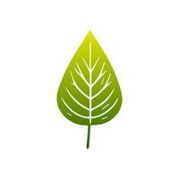 Green leaf icon. Leaves icon on isolated background. Collection green leaf. Elements design for natural, eco, vegan, bio labels vector