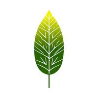 Green leaf icon. Leaves icon on isolated background. Collection green leaf. Elements design for natural, eco, vegan, bio labels vector