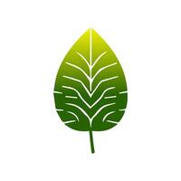Green leaf icon. Leaves icon on isolated background. Collection green leaf. Elements design for natural, eco, vegan, bio labels vector