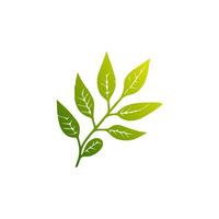 Green leaf icon. Leaves icon on isolated background. Collection green leaf. Elements design for natural, eco, vegan, bio labels vector