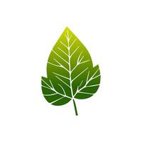 Green leaf icon. Leaves icon on isolated background. Collection green leaf. Elements design for natural, eco, vegan, bio labels vector