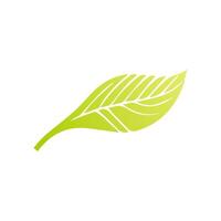 Green leaf icon. Leaves icon on isolated background. Collection green leaf. Elements design for natural, eco, vegan, bio labels vector
