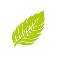 Green leaf icon. Leaves icon on isolated background. Collection green leaf. Elements design for natural, eco, vegan, bio labels vector