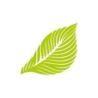 Green leaf icon. Leaves icon on isolated background. Collection green leaf. Elements design for natural, eco, vegan, bio labels vector