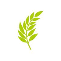 Green leaf icon. Leaves icon on isolated background. Collection green leaf. Elements design for natural, eco, vegan, bio labels vector