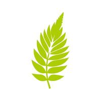 Green leaf icon. Leaves icon on isolated background. Collection green leaf. Elements design for natural, eco, vegan, bio labels vector