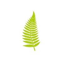 Green leaf icon. Leaves icon on isolated background. Collection green leaf. Elements design for natural, eco, vegan, bio labels vector