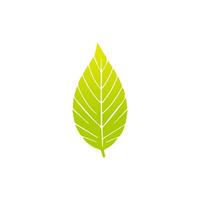 Green leaf icon, Elements design for natural, eco, vegan, bio label vector