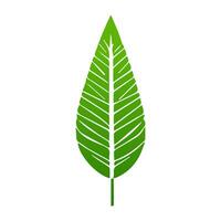 green leaf. Elements design for natural, eco, vegan, bio labels vector