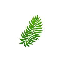 green leaf. Elements design for natural, eco, vegan, bio labels vector