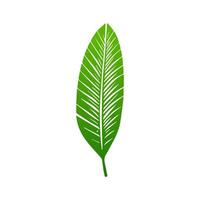 green leaf. Elements design for natural, eco, vegan, bio labels vector