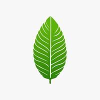 green leaf. Elements design for natural, eco, vegan, bio labels vector