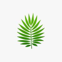 green leaf. Elements design for natural, eco, vegan, bio labels vector