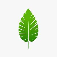 green leaf. Elements design for natural, eco, vegan, bio labels vector