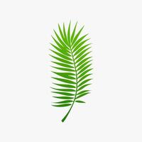 green leaf. Elements design for natural, eco, vegan, bio labels vector