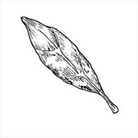 Tree leaves graphic illustration. Botanical drawing sketch stylized. Isolated. Hand drawn, suitable for food packaging design vector
