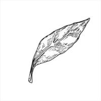 Tree leaves graphic illustration. Botanical drawing sketch stylized. Isolated. Hand drawn, suitable for food packaging design vector