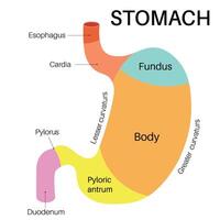 section of the stomach. vector