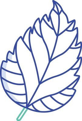 Hibiscus Leaf outline color illustration