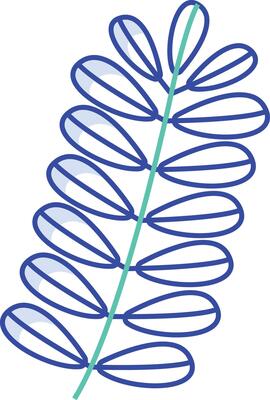 Tamarind Leaf outline color illustration