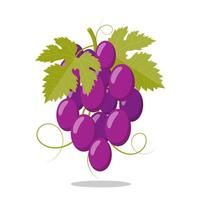 Grapes icon. Bunch of purple grapes with stem and leaf. vector