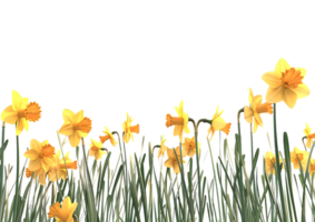 Yellow flowers in full bloom, creating a bright and cheerful floral display. Isolated on a transparent background png