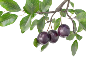 Dark purple fruits on branch, isolated on a transparent background png