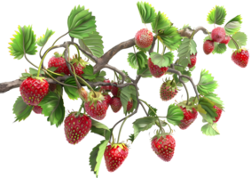 Strawberries on a branch, showcasing ripe and juicy berries. Isolated on a transparent background png