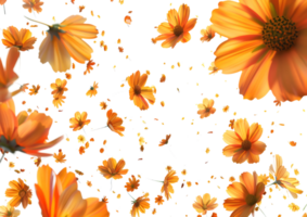Orange gerbera daisies scattered artistically, creating a vibrant display. Isolated on a transparent background png