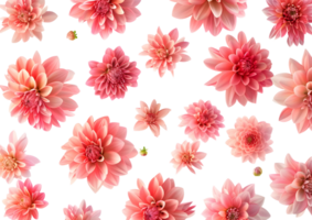 Pink chrysanthemums in full bloom, creating a vibrant floral display. Isolated on a transparent background png