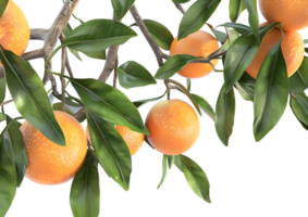 Oranges on a branch with lush green leaves, showcasing ripe citrus fruits. Isolated on a transparent background png
