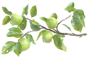 Branch with green fruits, highlighting nature's produce in a fresh setting. Isolated on a transparent background png