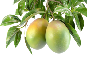 Green oranges on a branch, highlighting the freshness of the fruit. Isolated on a transparent background png