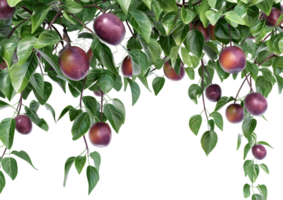 Tree with ripe plums, isolated on a transparent background png