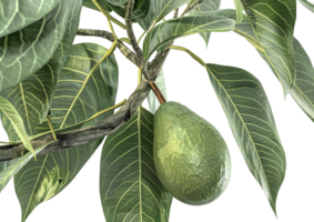 Avocado fruit on tree, isolated on a transparent background png