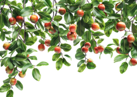 Tree branch with ripe apples, showcasing the abundance of nature's harvest. Isolated on a transparent background png