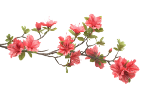 Pink flowers on a branch, capturing the essence of springtime. Isolated on a transparent background png