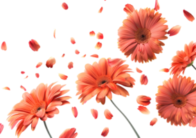 Orange flowers with petals scattered, creating a vibrant floral scene. Isolated on a transparent background png