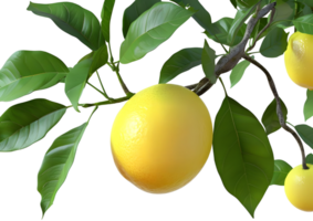 Yellow citrus fruit on branch, isolated on a transparent background png