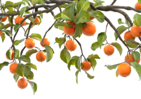 Orange fruits on leafy branch, isolated on a transparent background png