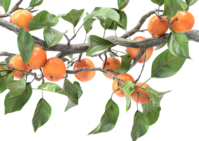 Orange fruit clusters on a branch, showcasing the bounty of nature. Isolated on a transparent background png