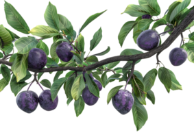 Purple berries on branch, isolated on a transparent background png