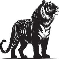 black silhouette of standing tiger on white background of illustration vector