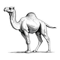 Camel in Desert Hand Drawn Illustration vector